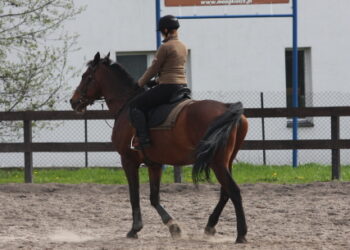 Jeździectwo: Okła czwarty w Pucharze Polski - Radio Kielce