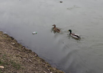 Wielkie sprzątanie nad kieleckim zalewem - Radio Kielce