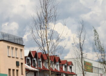 Drzewka i krzewy przy Krakowskiej do wymiany - Radio Kielce