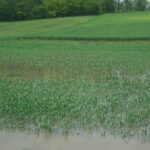 Powódź w Kazimierzy Wielkiej / słuchacz Radia Kielce