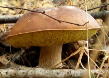 Grzyb / Kamil Król / Radio Kielce