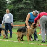 Europejska Wystawa Psów Rasowych / Robert Felczak / Radio Kielce