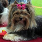 Europejska Wystawa Psów Rasowych / Robert Felczak / Radio Kielce