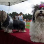 Europejska Wystawa Psów Rasowych / Robert Felczak / Radio Kielce