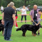 Europejska Wystawa Psów Rasowych / Robert Felczak / Radio Kielce