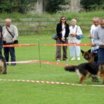 Europejska Wystawa Psów Rasowych / Robert Felczak / Radio Kielce