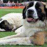 Europejska Wystawa Psów Rasowych / Robert Felczak / Radio Kielce