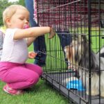 Europejska Wystawa Psów Rasowych / Robert Felczak / Radio Kielce