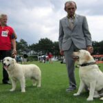 Europejska Wystawa Psów Rasowych / Robert Felczak / Radio Kielce