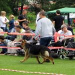 Europejska Wystawa Psów Rasowych / Robert Felczak / Radio Kielce