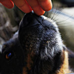 Zdjęcie jest wykonane w Drochowie Dolnym 15 lipca 2013 / Agata / arch. prywatne