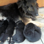 Trening frisbee na tle oceanu, na pięknej bretońskiej plaży we Francji. / Anna / arch. prywatne