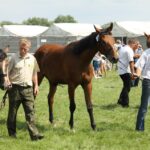 Świętokrzyskie na Fali - Przybij Piątkę z Radiem Kielce - Opatowiec. / Piotr Michalski / Radio Kielce