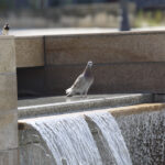 Gołąb na Placu Artystów / Stanisław Blinstrub / Radio Kielce