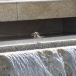 Ptasia kąpiel / Stanisław Blinstrub / Radio Kielce