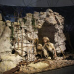 "Centrum Neandertalczyka" - najnowsza atrakcja turystyczno-edukacyjna przy "Jaskini Raj" / Robert Felczak / Radio Kielce