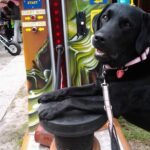 Psy też lubią nadmorskie gry / Emilia Krok / arch. własne