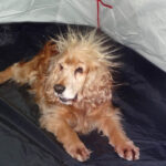 Mój najwierniejszy łobuz :) / Katarzyna / arch. prywatne