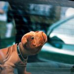 "Jolly planuje wakacje" Jolly to zaledwie 9-tygodniowa suczka rasy BORDER COLLIE. Jest bardzo towarzyska, sprytna, zwinna i bardzo szybko się uczy. Lubi podróżować samochodem i zwiedzać razem ze mną i moimi bliskimi piękne, czarujące świętokrzyskie. Ostatnio mielismy okazję razem zobaczyć miasto Sandomierz. Była to cudowna wyprawa! / Łukasz / arch. prywatne