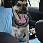 "Sonia na trawinku" Przemiła suczka, która uwielbia biegać po łące