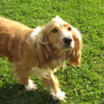 Fotka przedstawia moją suczkę Tarę oraz jej potomstwo. Tara jest 8 -letnią suczką i to jest jej pierwszy miot.