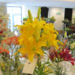 Wystawa lilii w KCK / Iwona Murawska / Radio Kielce