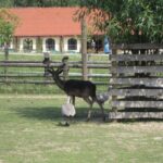 Świętokrzyskie na Fali w Bałtowie - Zwierzyniec / Grzegorz Jamka / Radio Kielce