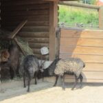 Świętokrzyskie na Fali w Bałtowie  - Zwierzyniec / Grzegorz Jamka / Radio Kielce