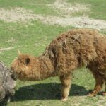 Świętokrzyskie na Fali w Bałtowie  - Zwierzyniec / Grzegorz Jamka / Radio Kielce