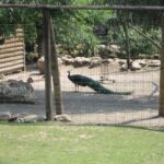 Świętokrzyskie na Fali w Bałtowie  - Zwierzyniec / Grzegorz Jamka / Radio Kielce