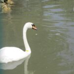 Świętokrzyskie na Fali w Bałtowie - łabądź / Grzegorz Jamka / Radio Kielce