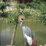 Świętokrzyskie na Fali w Bałtowie  - Zwierzyniec / Grzegorz Jamka / Radio Kielce