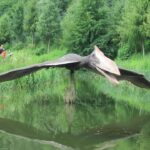 Świętokrzyskie na Fali w Bałtowie - pterodon / Grzegorz Jamka / Radio Kielce