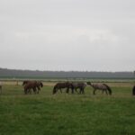 Świętokrzyskie na Fali - Przybij Piątkę z Radiem Kielce - Stadnina Koni w Michałowie. / Grzegorz Jamka / Radio Kielce