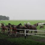 Stadnina w Michałowie ma 70 lat. Będzie można obejrzeć wszystkie zwierzęta