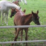 Świętokrzyskie na Fali - Przybij Piątkę z Radiem Kielce - Stadnina Koni w Michałowie. / Grzegorz Jamka / Radio Kielce