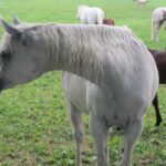 Świętokrzyskie na Fali - Przybij Piątkę z Radiem Kielce - Stadnina Koni w Michałowie. / Grzegorz Jamka / Radio Kielce