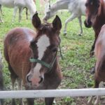 Świętokrzyskie na Fali - Przybij Piątkę z Radiem Kielce - Stadnina Koni w Michałowie. / Grzegorz Jamka / Radio Kielce