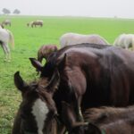 Świętokrzyskie na Fali - Przybij Piątkę z Radiem Kielce - Stadnina Koni w Michałowie. / Grzegorz Jamka / Radio Kielce