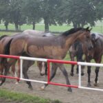 Świętokrzyskie na Fali - Przybij Piątkę z Radiem Kielce - Stadnina Koni w Michałowie. / Grzegorz Jamka / Radio Kielce