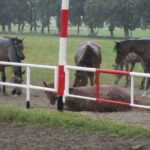 Świętokrzyskie na Fali - Przybij Piątkę z Radiem Kielce - Stadnina Koni w Michałowie. / Grzegorz Jamka / Radio Kielce