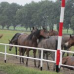 Świętokrzyskie na Fali - Przybij Piątkę z Radiem Kielce - Stadnina Koni w Michałowie. / Grzegorz Jamka / Radio Kielce