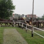 Świętokrzyskie na Fali - Przybij Piątkę z Radiem Kielce - Stadnina Koni w Michałowie. / Grzegorz Jamka / Radio Kielce