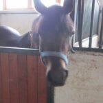 Świętokrzyskie na Fali - Przybij Piątkę z Radiem Kielce - Stadnina Koni w Michałowie. / Grzegorz Jamka / Radio Kielce