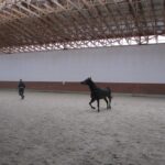 Świętokrzyskie na Fali - Przybij Piątkę z Radiem Kielce - Stadnina Koni w Michałowie. Padok dla koni. / Grzegorz Jamka / Radio Kielce