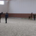 Świętokrzyskie na Fali - Przybij Piątkę z Radiem Kielce - Stadnina Koni w Michałowie. Padok dla koni. / Grzegorz Jamka / Radio Kielce