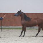 Świętokrzyskie na Fali - Przybij Piątkę z Radiem Kielce - Stadnina Koni w Michałowie. / Grzegorz Jamka / Radio Kielce