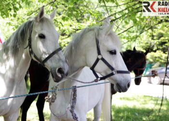 Jarmark Świętokrzyski na Św Krzyżu 2013 / Wojciech Habdas / Radio Kielce