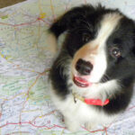 Moje dwa psy - Kali i Tuki - jak widać są bliźniakami. Często obseruję jak śpią przytulone do siebie albo leżą wsparte jeden na drugiem. A ile mają pomysłów do wspólnych zabaw. Wszystko robią razem. Ale charaktery mają różne. Jeden bardziej spokojny i trochę uparty / Marzena / arch. prywatne