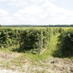 Labirynt w Kurozwękach / Piotr Michalski / Radio Kielce